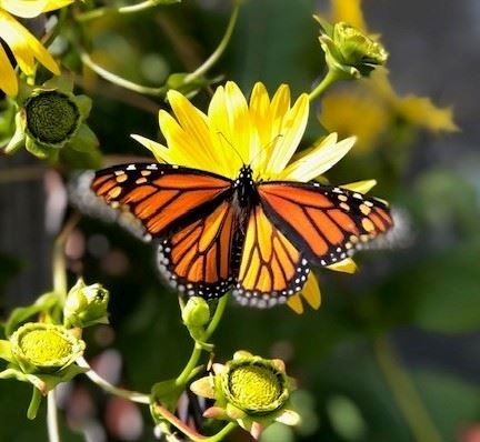 Butterfly