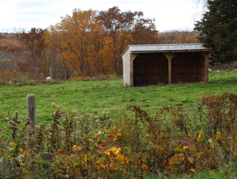 Shed